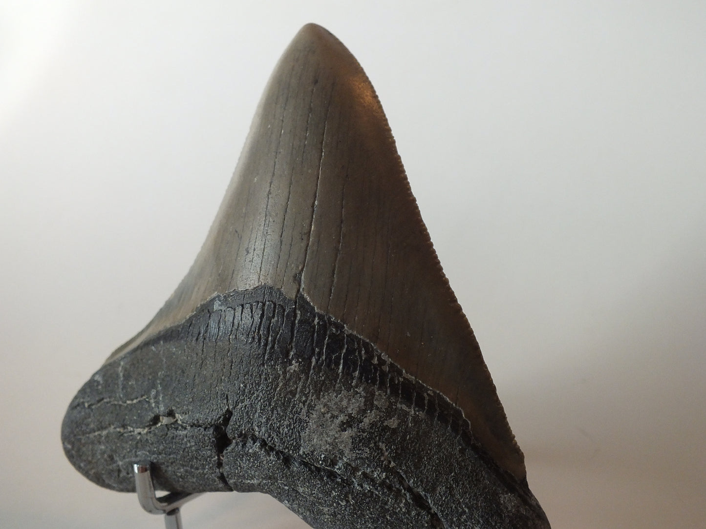 4.03" Megalodon Tooth