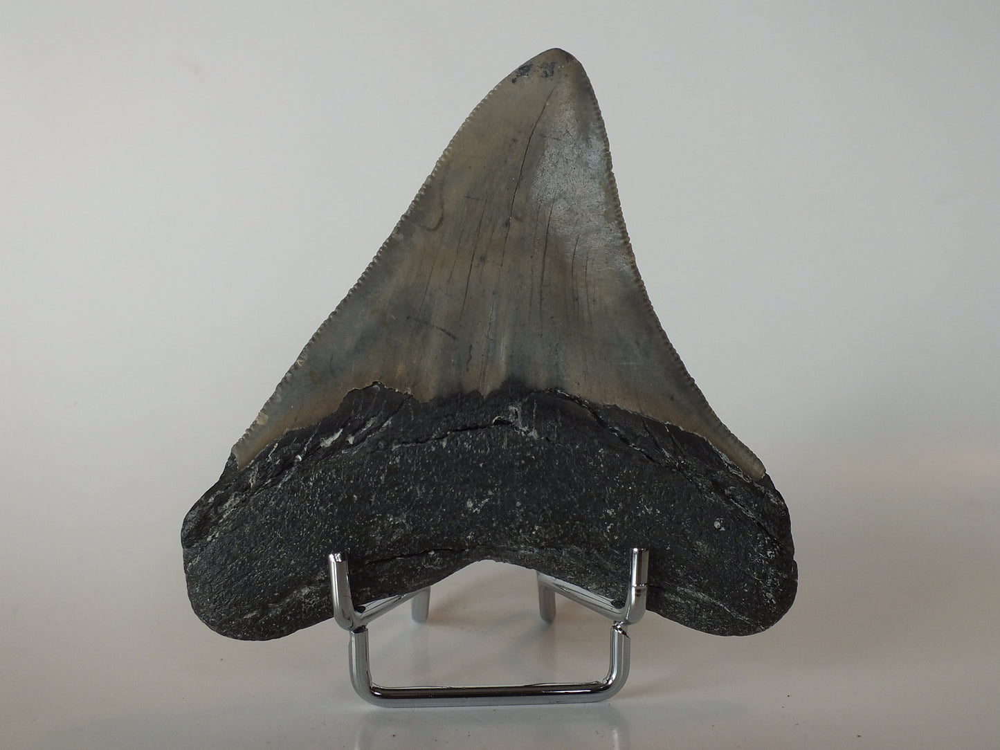 4.03" Megalodon Tooth