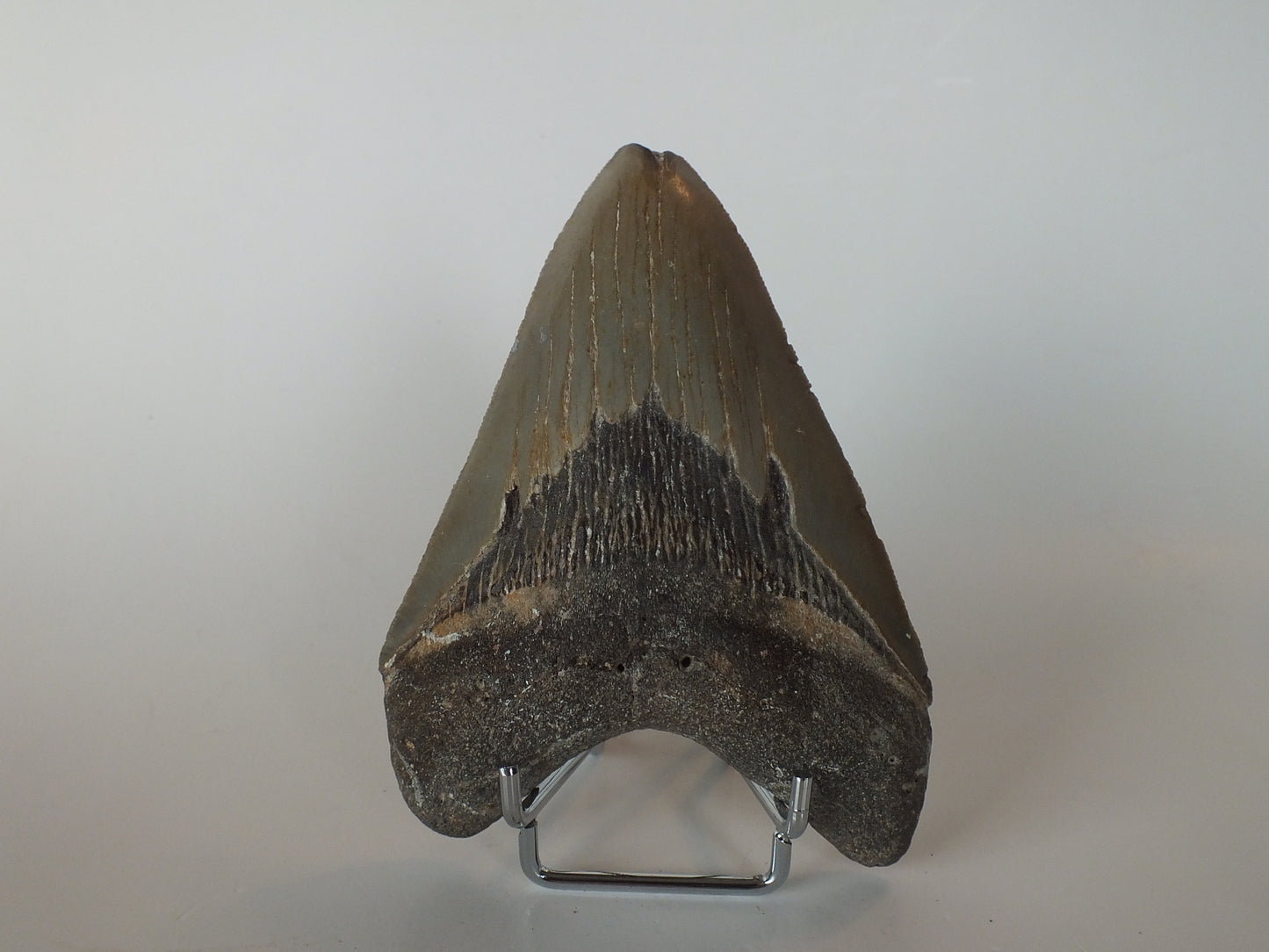 4.7" Megalodon Tooth