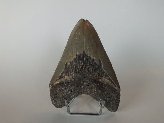 4.7" Megalodon Tooth