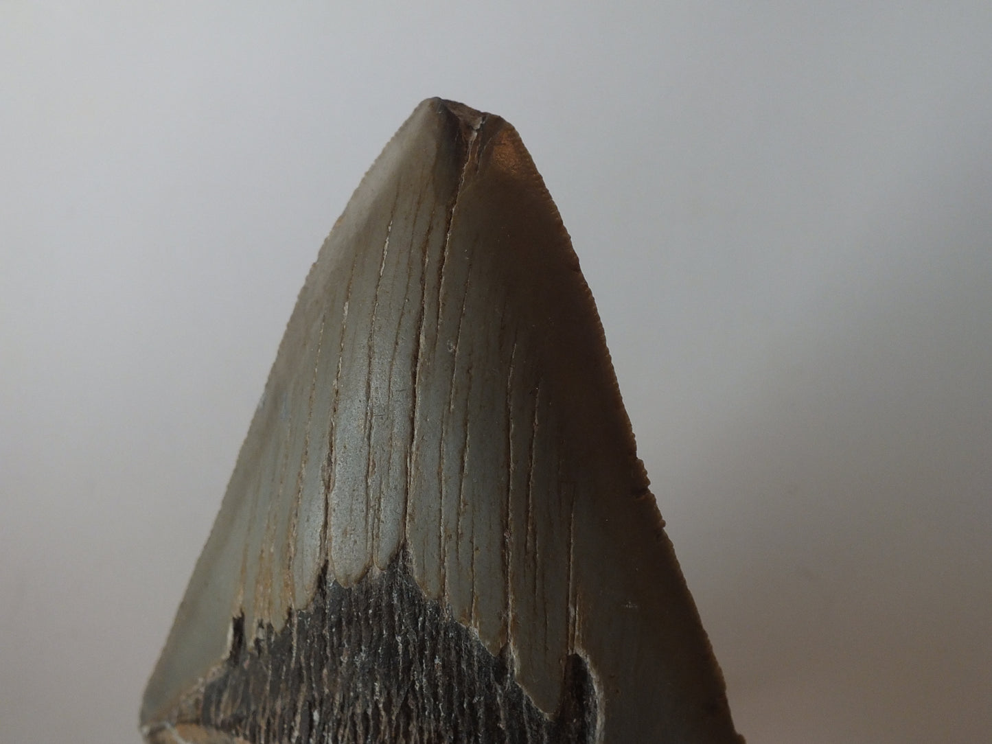 4.7" Megalodon Tooth