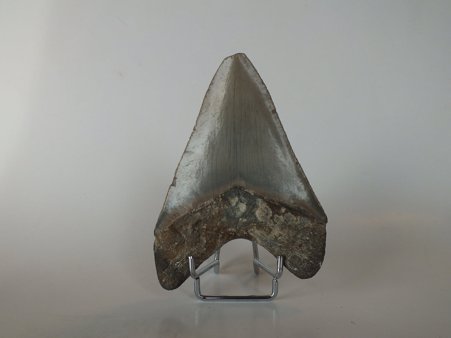 4.7" Megalodon Tooth