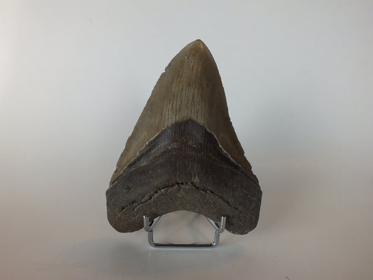 4.9" Megalodon Tooth