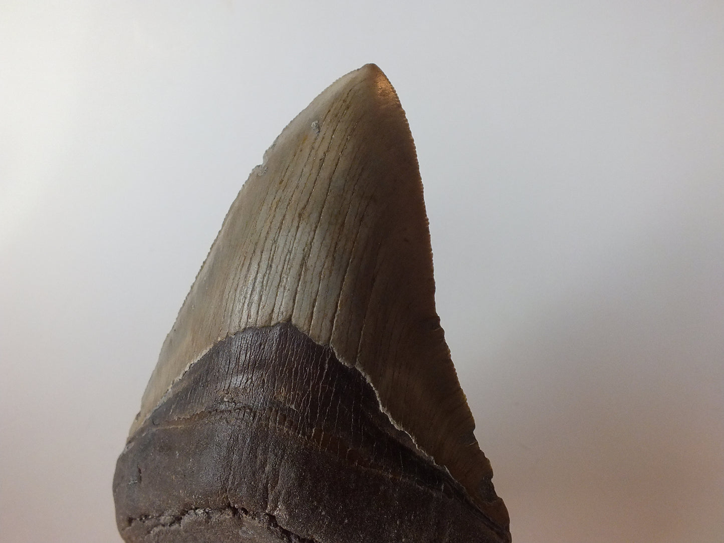 4.9" Megalodon Tooth