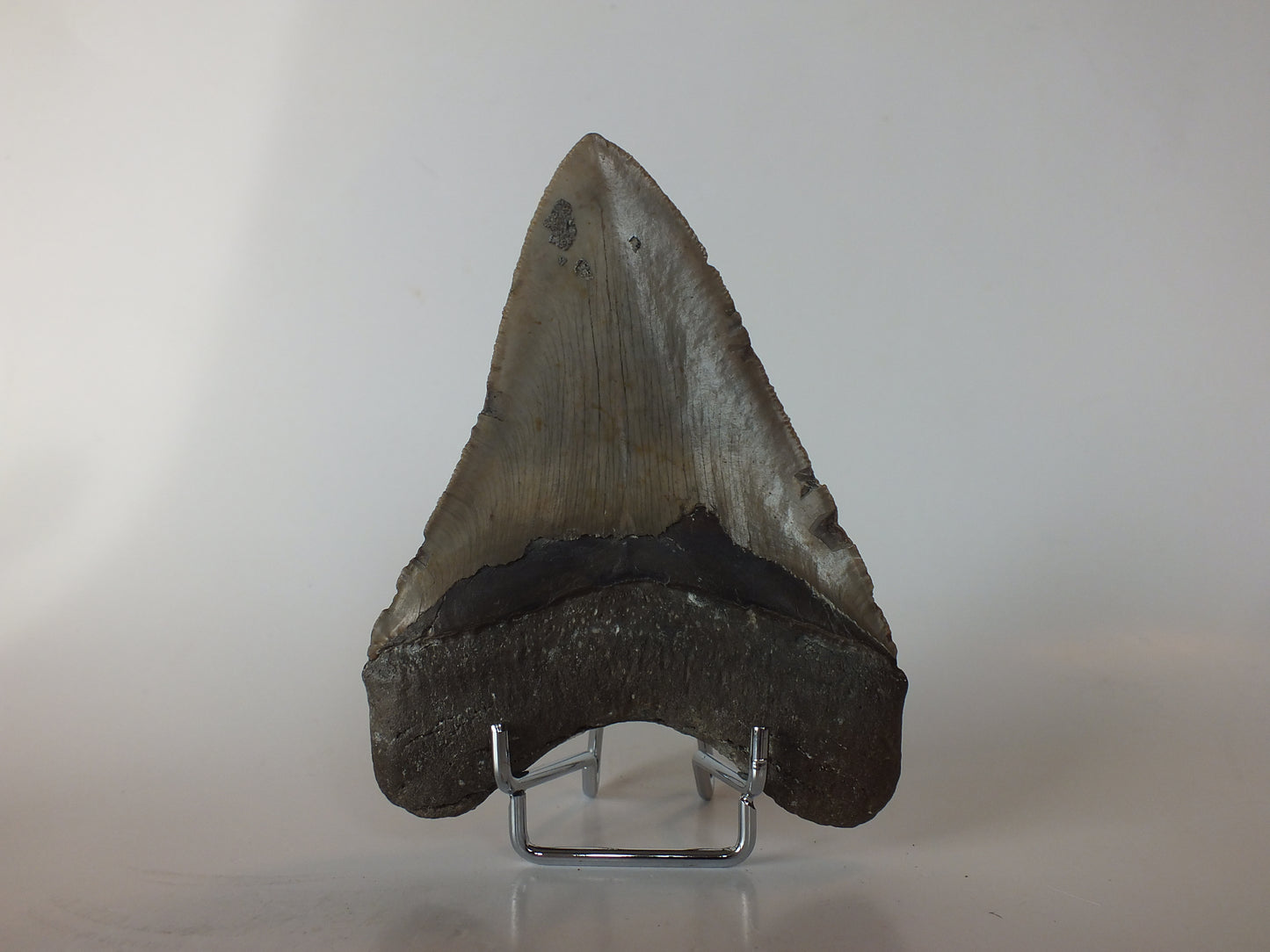 4.9" Megalodon Tooth