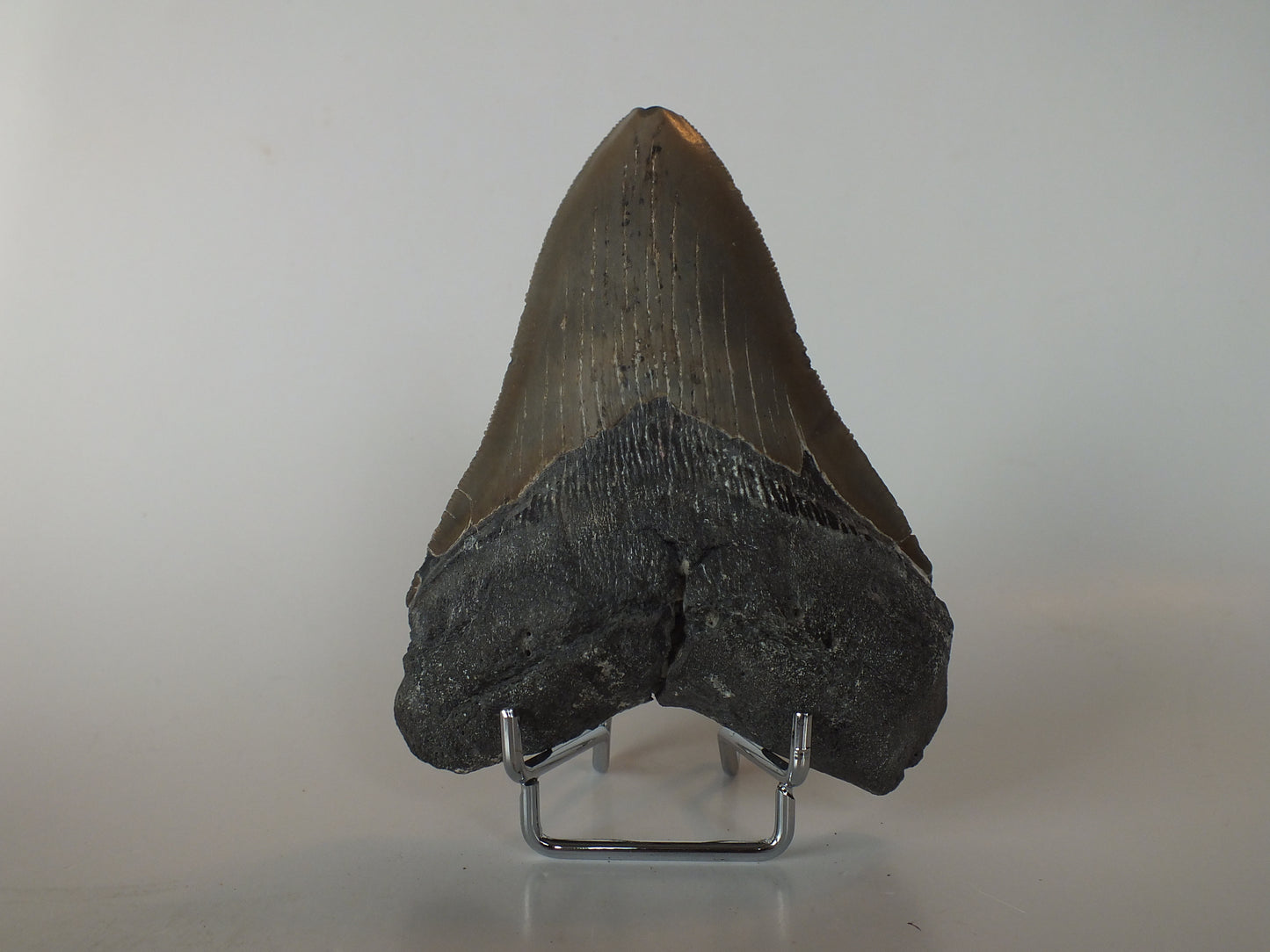 4.6" Megalodon Tooth