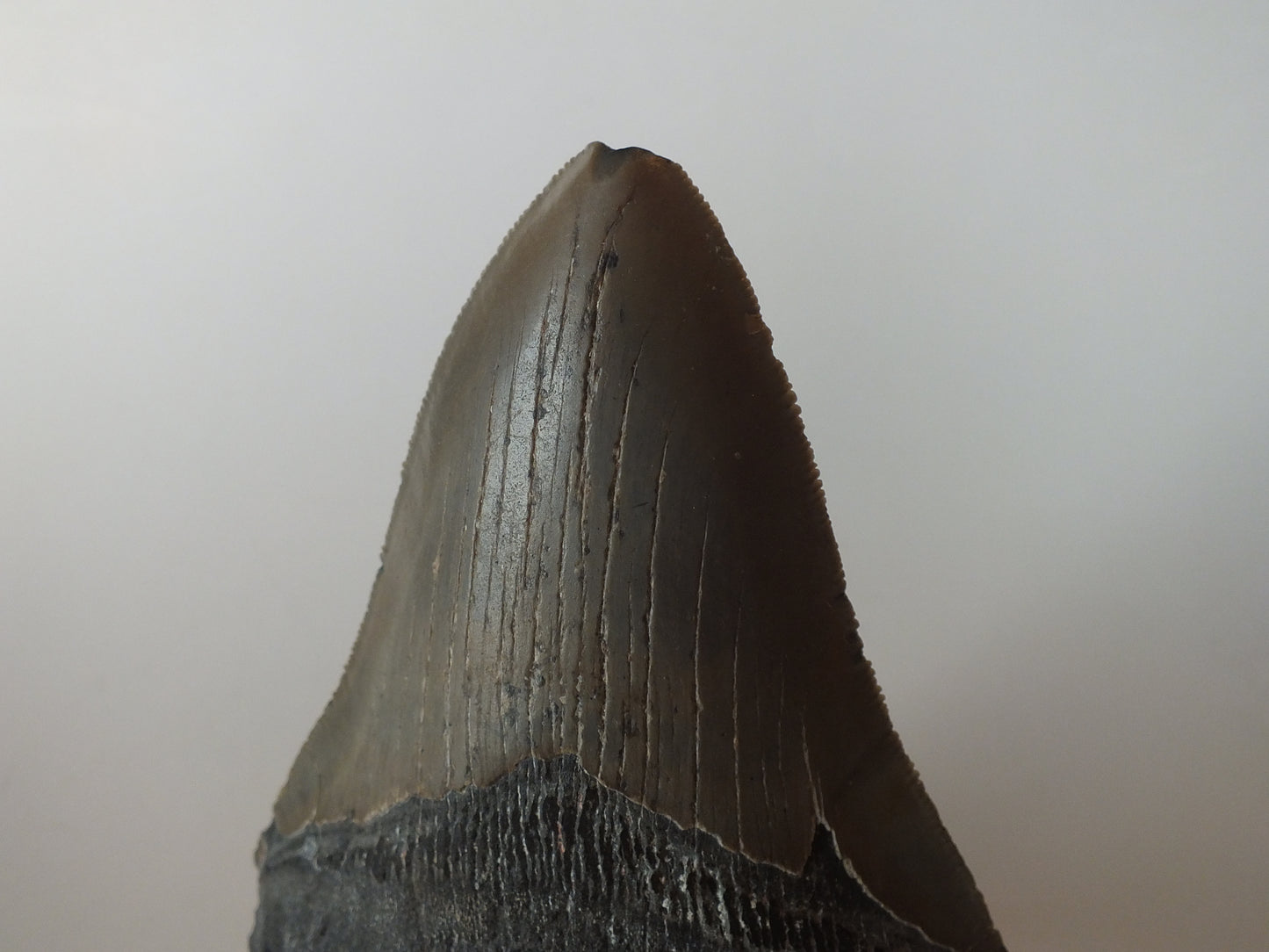 4.6" Megalodon Tooth