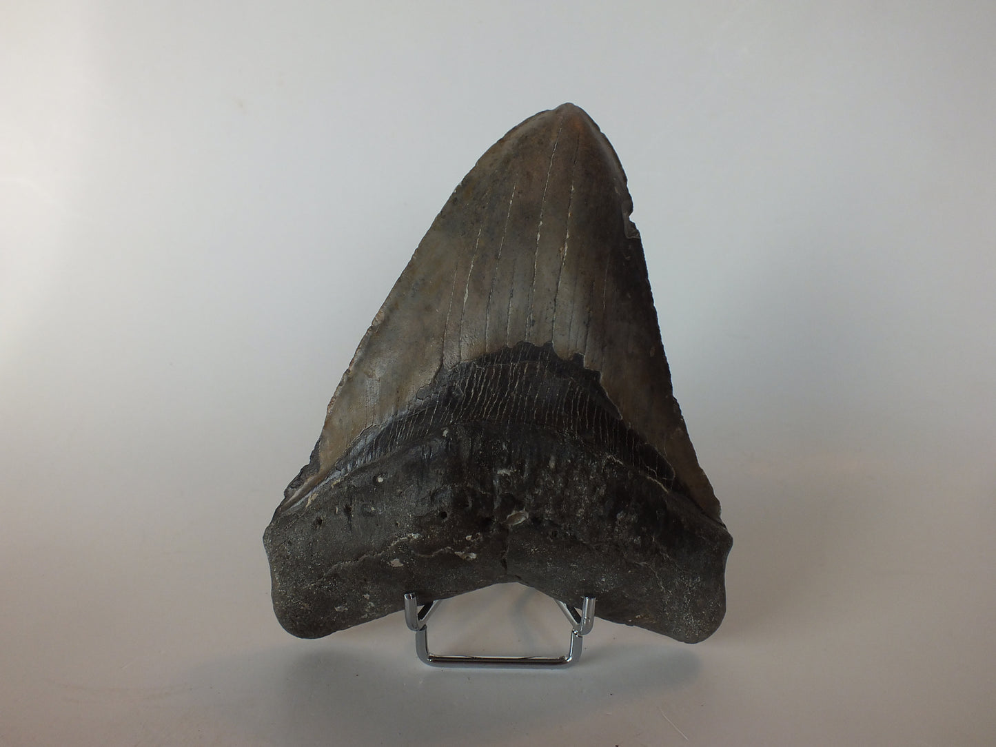 5.93" Megalodon Tooth