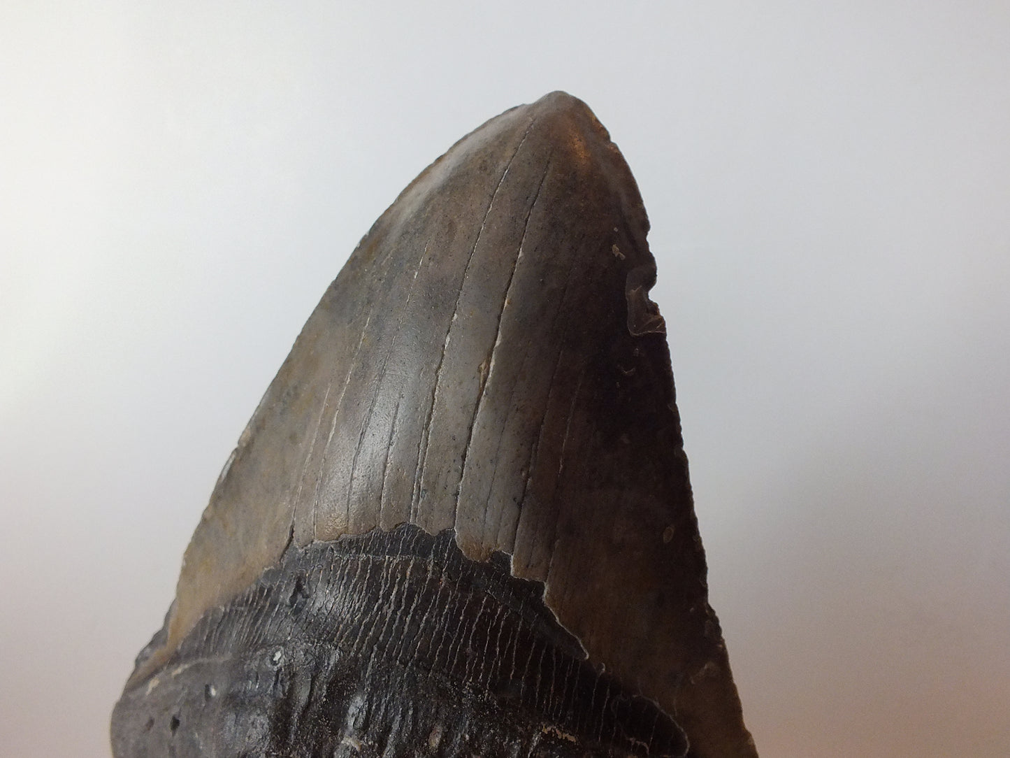 5.93" Megalodon Tooth