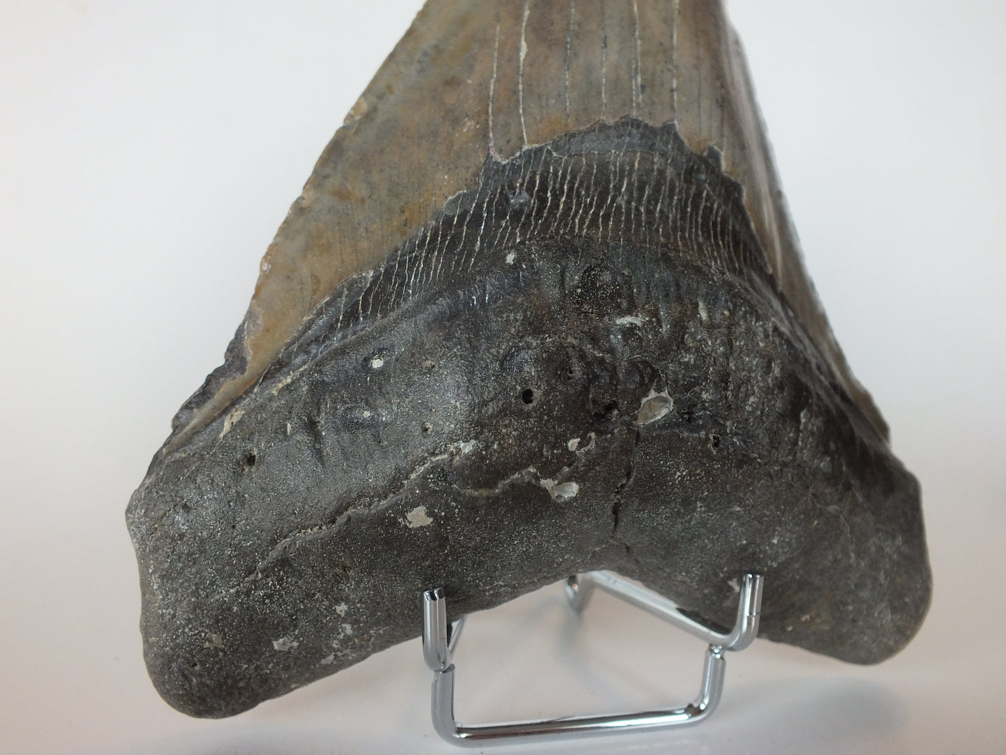 5.93" Megalodon Tooth