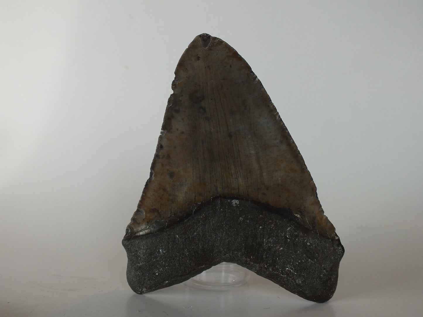 5.93" Megalodon Tooth