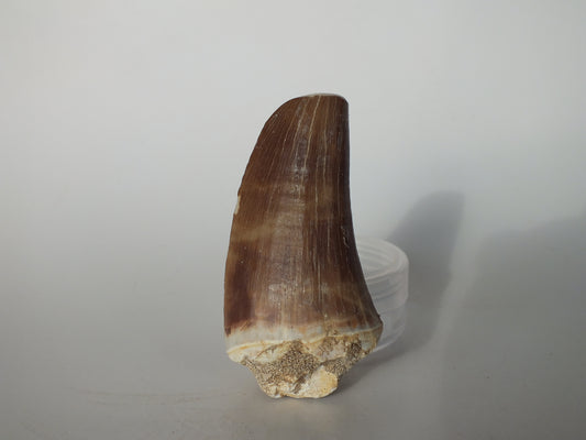 2.54" Mosasaurs Prognathodon (Morocco)