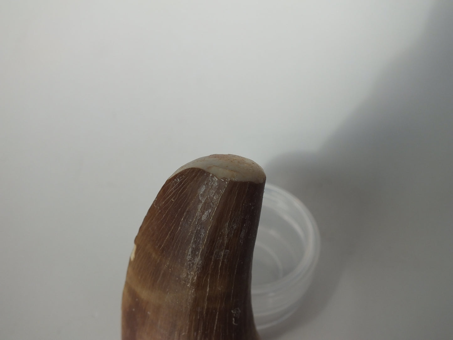 2.54" Mosasaurs Prognathodon (Morocco)