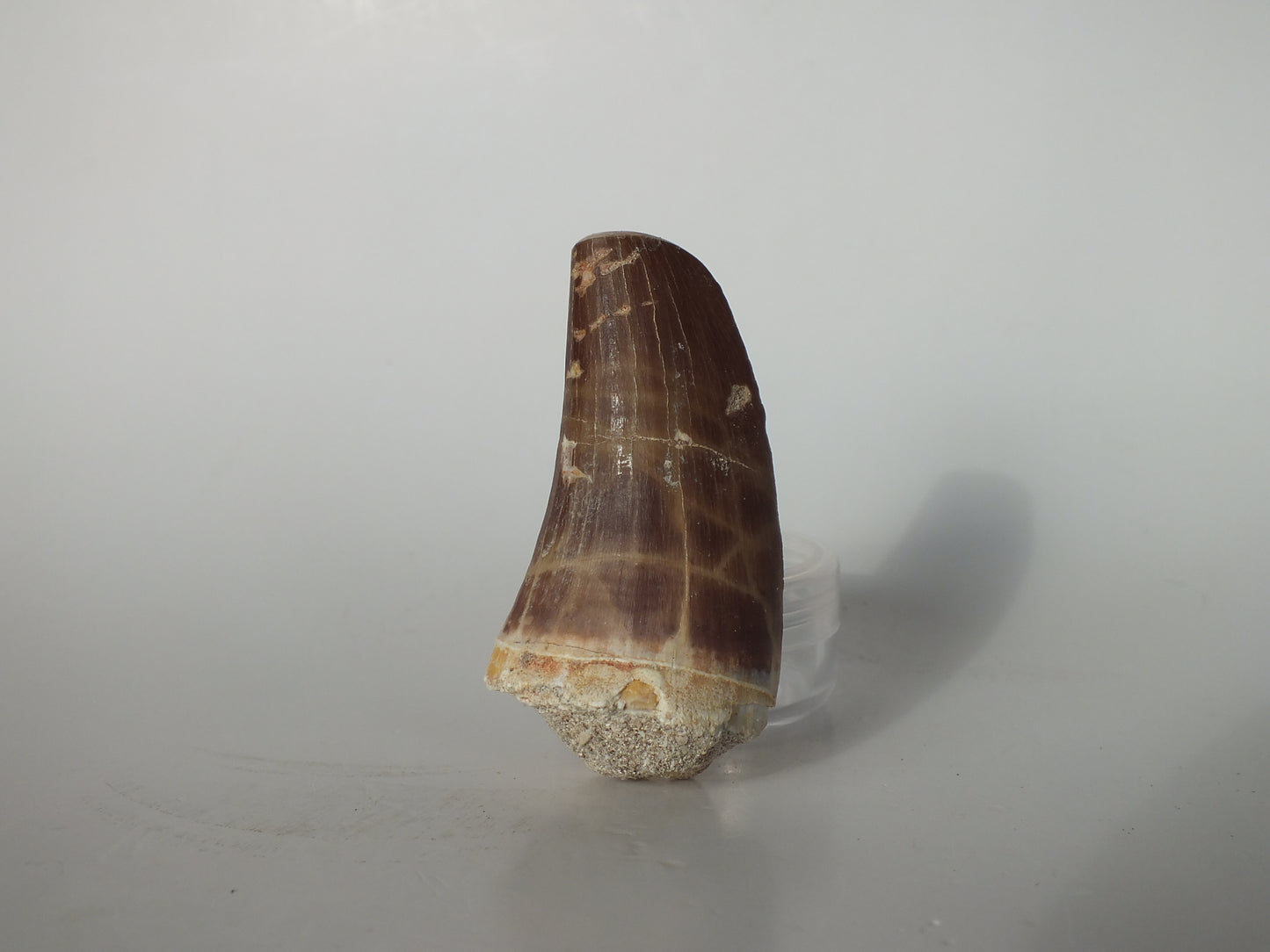 2.54" Mosasaurs Prognathodon (Morocco)