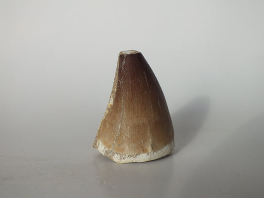 1.91" Mosasaurs Prognathodon (Morocco)