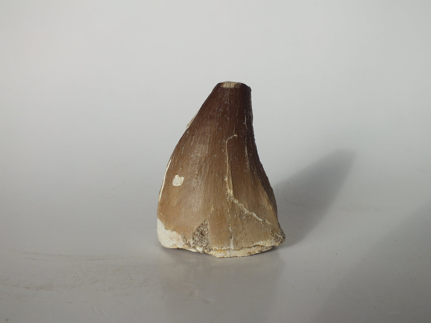 1.91" Mosasaurs Prognathodon (Morocco)