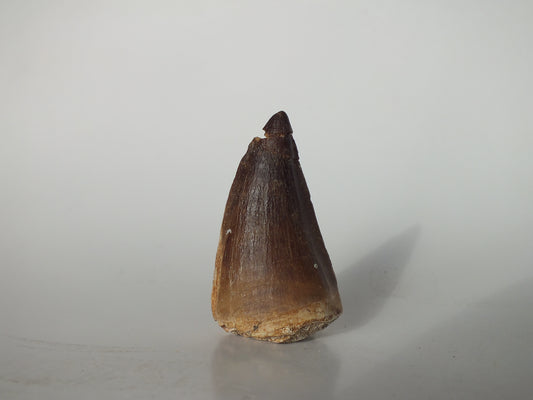 1.98" Tylosaurus Mosasaur (Morocco)