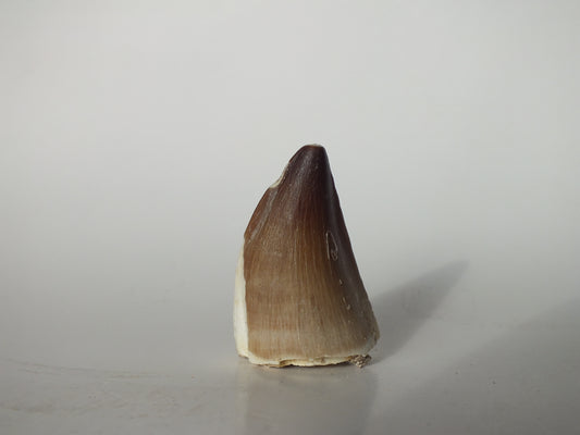 1.82" Prognathodon Mosasaurs (Morocco)