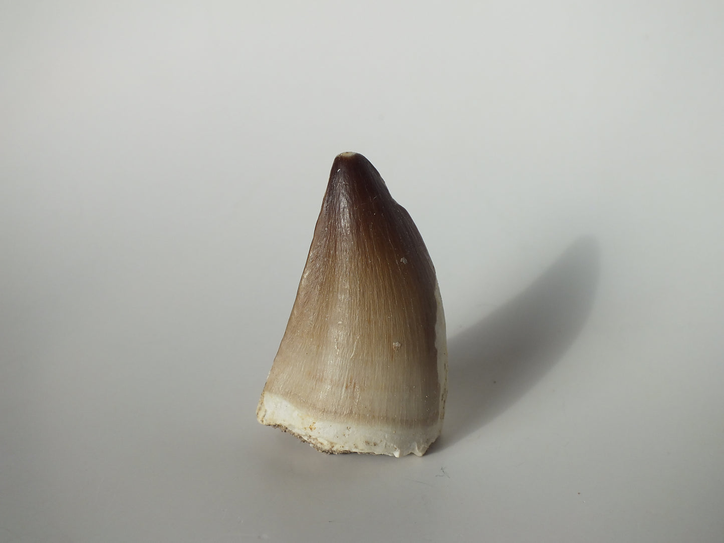 1.82" Prognathodon Mosasaurs (Morocco)