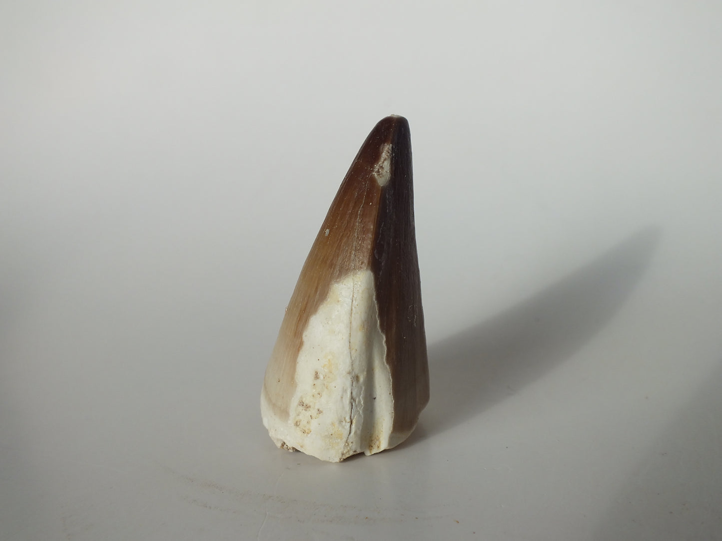 1.82" Prognathodon Mosasaurs (Morocco)