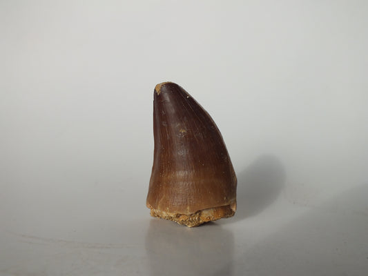 1.42"  Mosasaurs Prognathodon (Morocco)