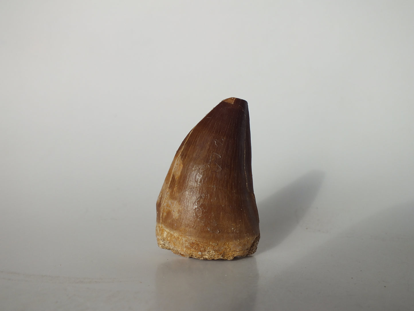 1.42"  Mosasaurs Prognathodon (Morocco)