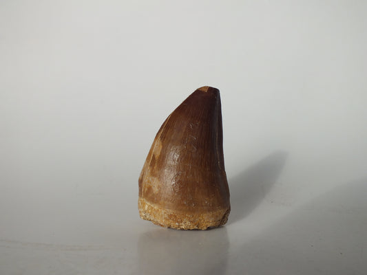 1.84" Mosasaurs Prognathodon (Morocco)