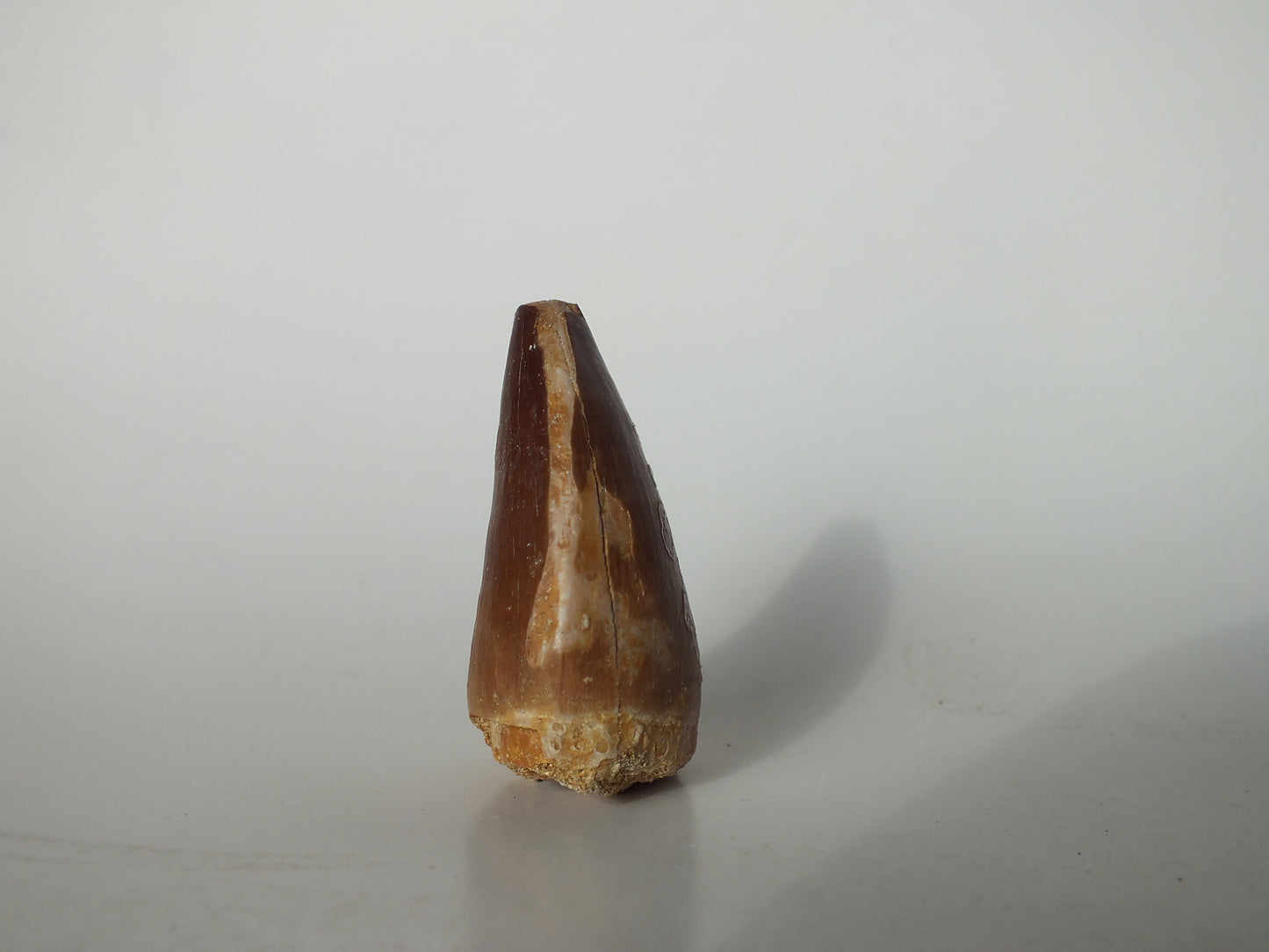 1.42"  Mosasaurs Prognathodon (Morocco)