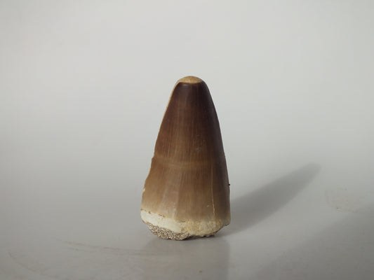 1.86" Mosasaurs Prognathodon (Morocco)