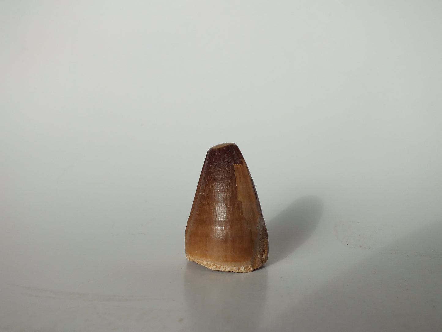 1.38" Mosasaurs Prognathodon (Morocco)