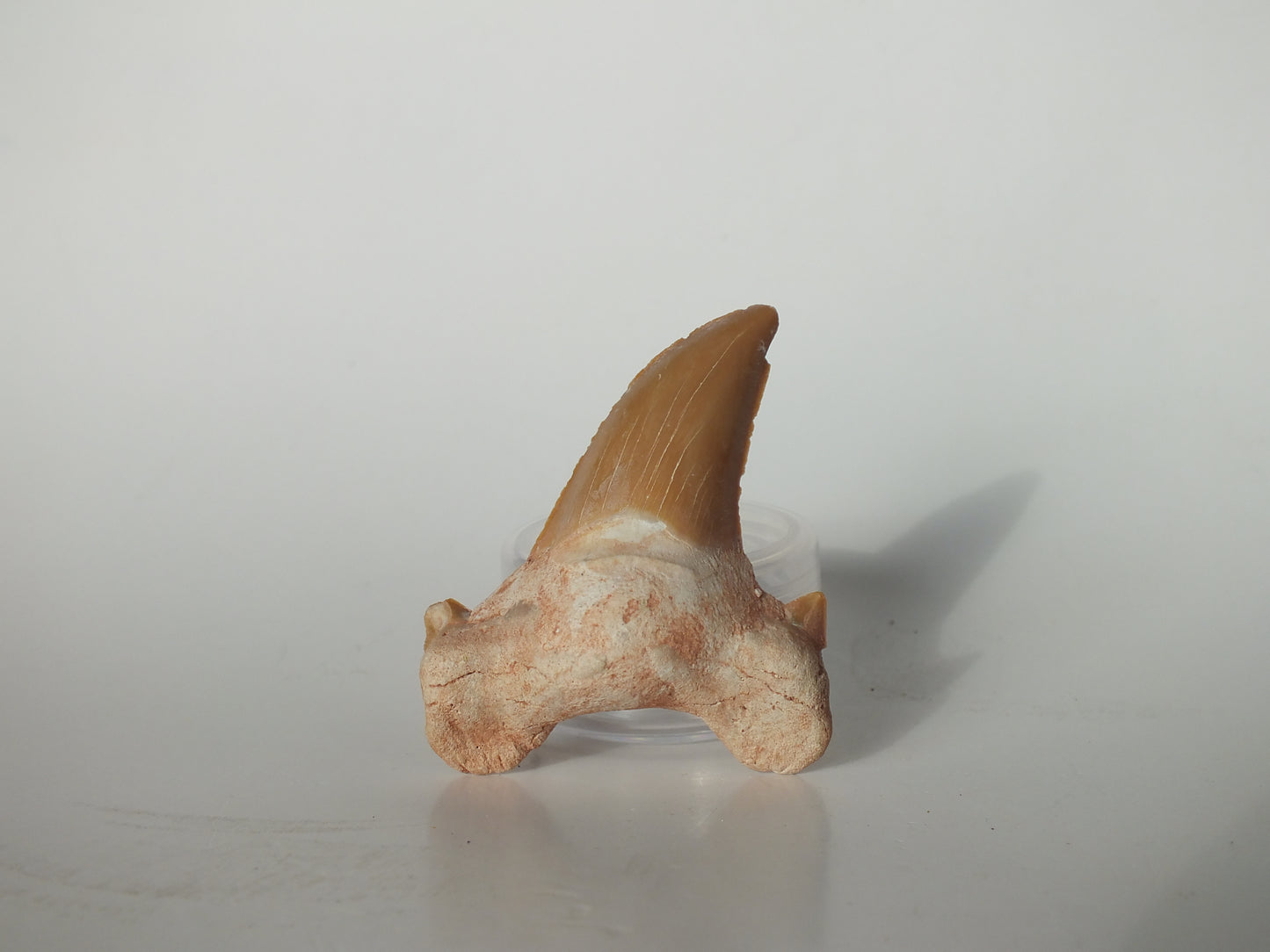 2.46" Otodus Obliquus Tooth (Morocco)