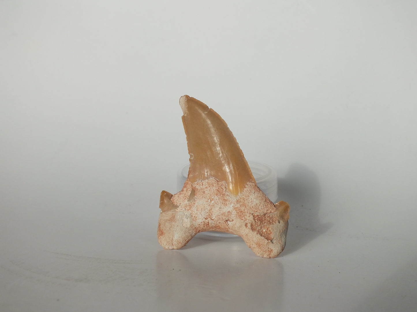 2.46" Otodus Obliquus Tooth (Morocco)