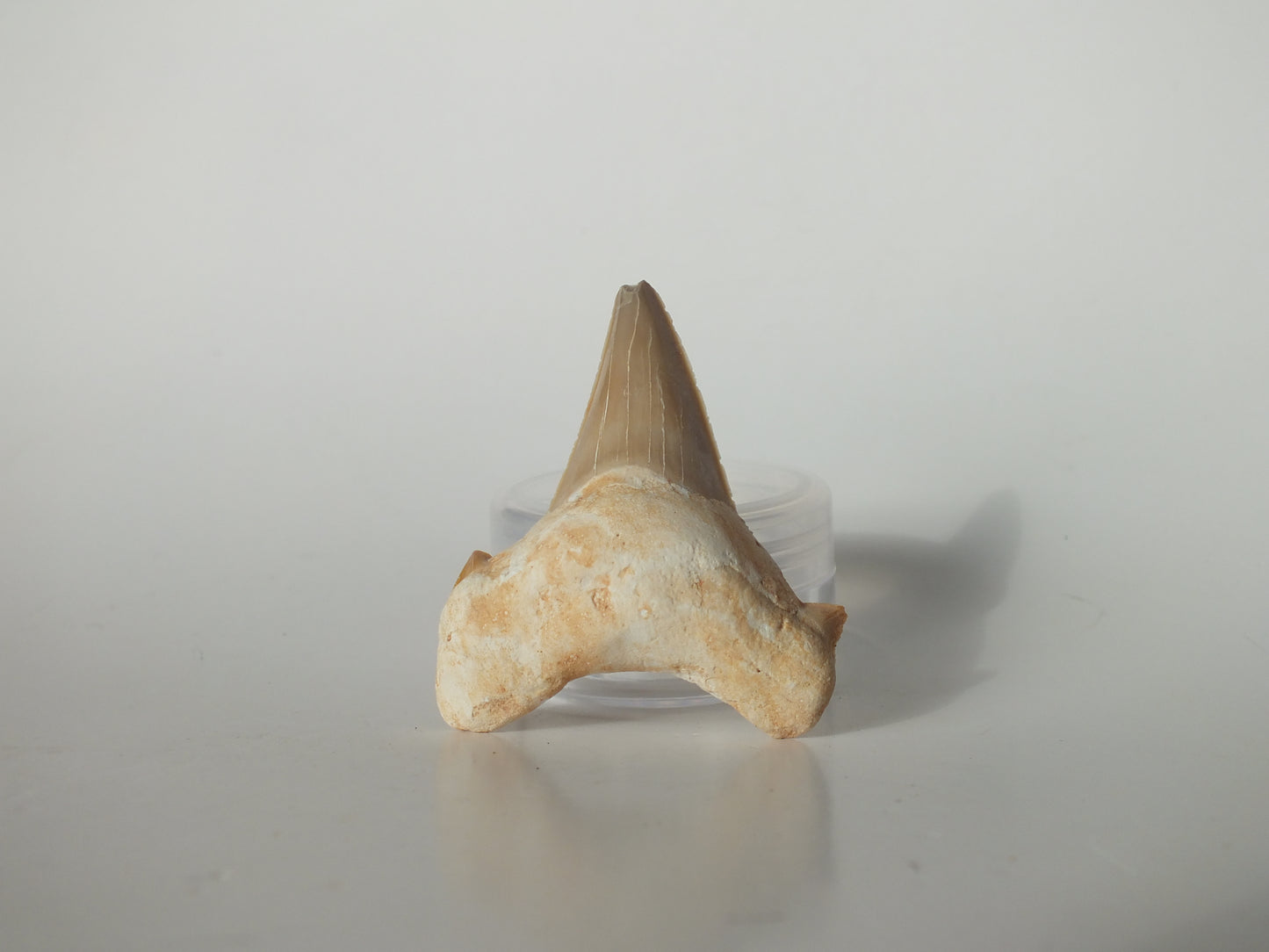 2.01" Otodus Obliquus Tooth (Morocco)
