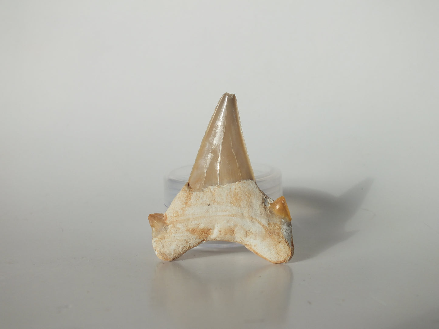 2.01" Otodus Obliquus Tooth (Morocco)