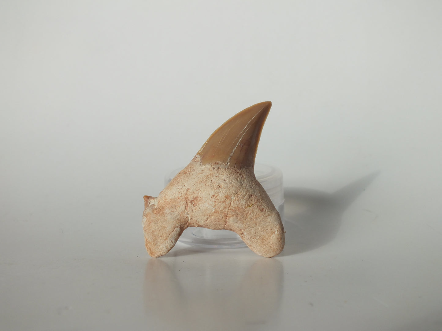 2.35" Otodus Obliquus Tooth (Morocco)