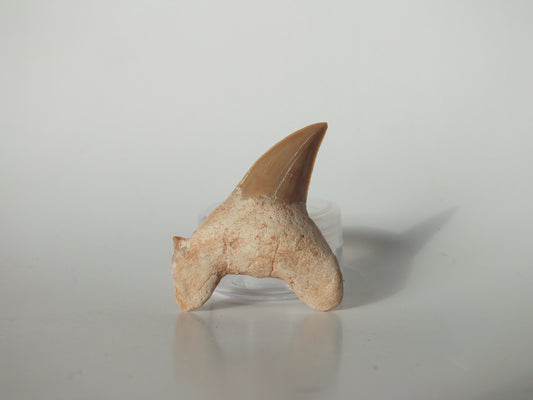 2.35" Otodus Obliquus Tooth (Morocco)