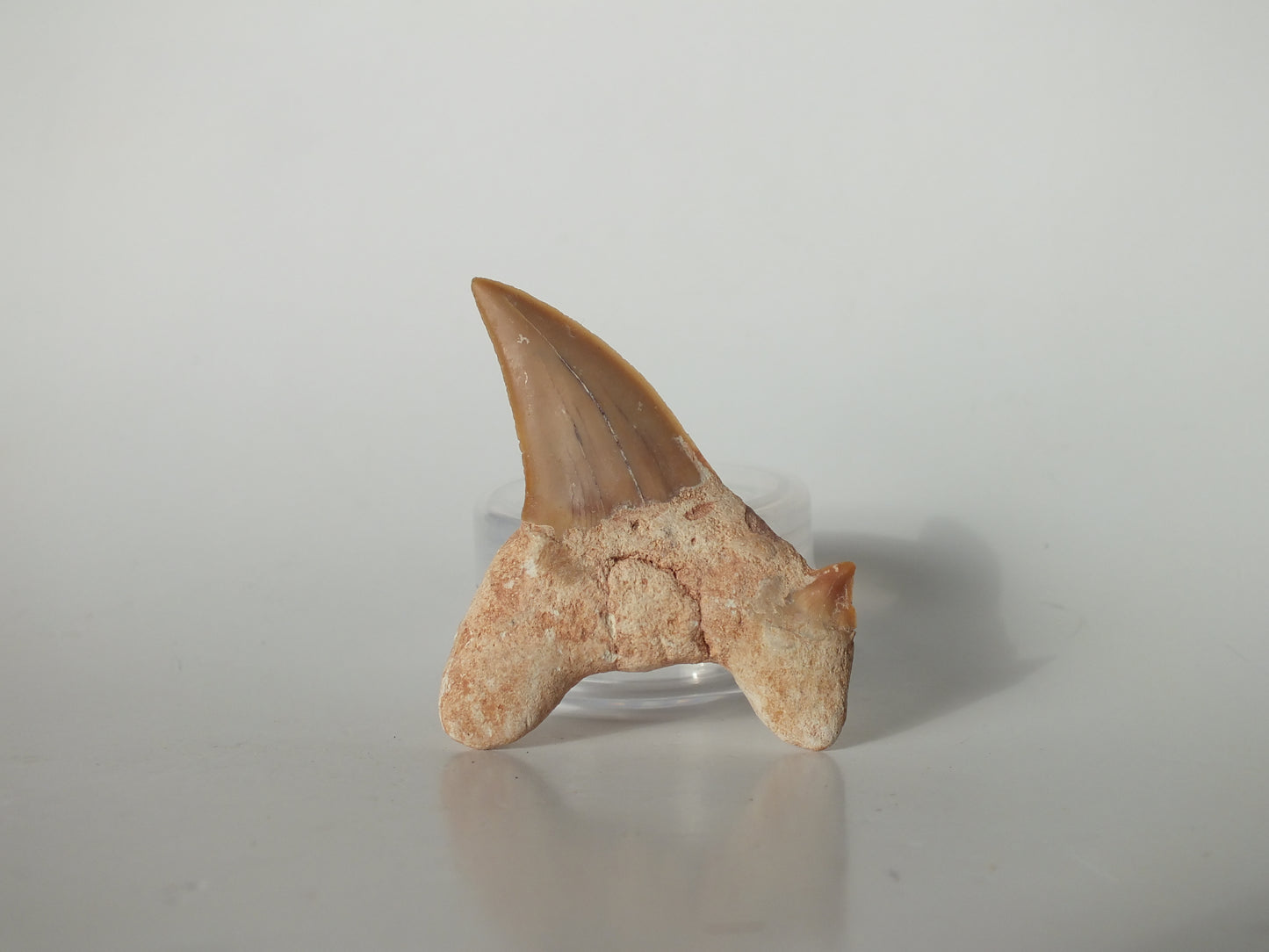 2.35" Otodus Obliquus Tooth (Morocco)