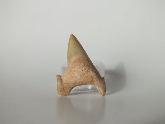 Fossilized shark tooth on a white background