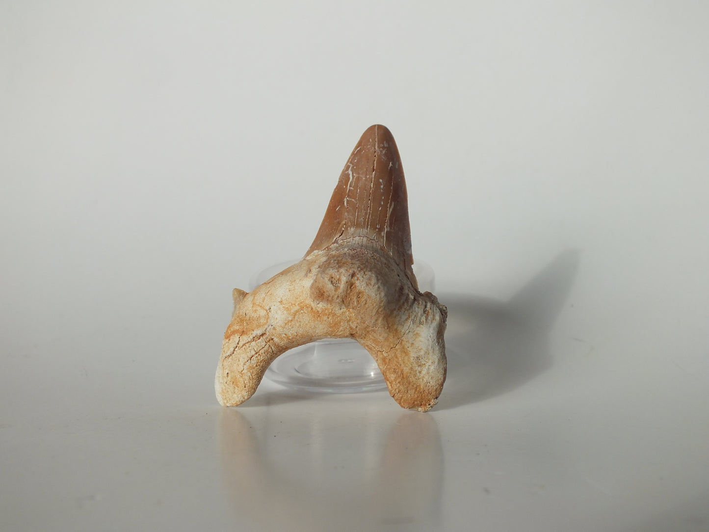 2.44" Otodus Obliquus Tooth (Morocco)