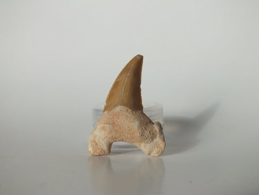 2.19" Otodus Obliquus Tooth (Morocco)
