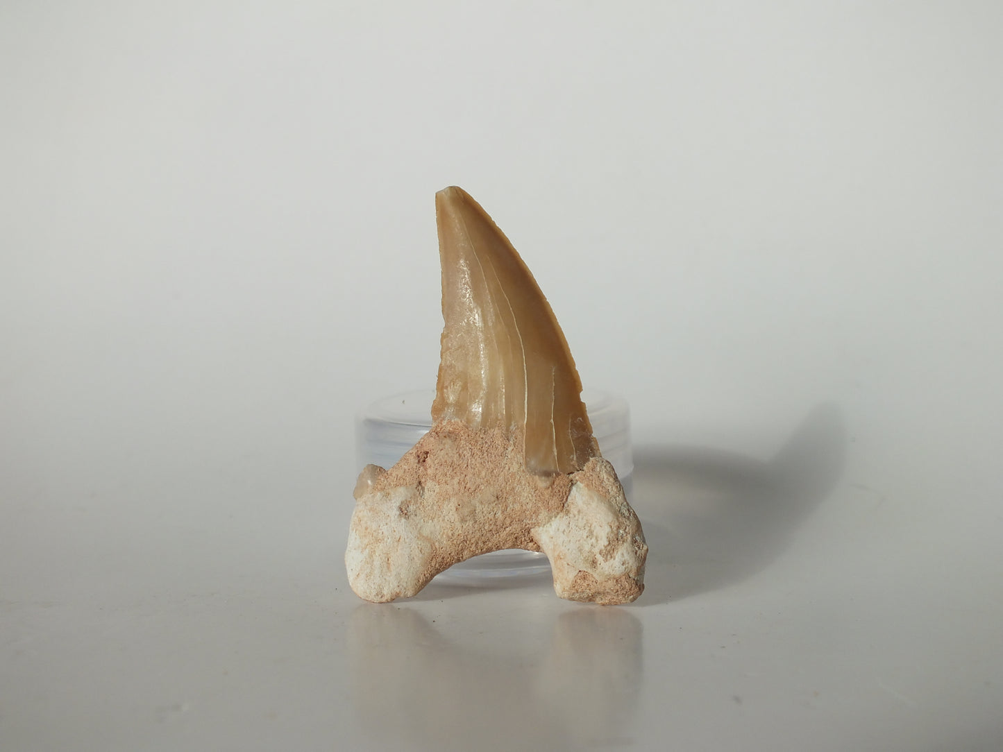 2.19" Otodus Obliquus Tooth (Morocco)