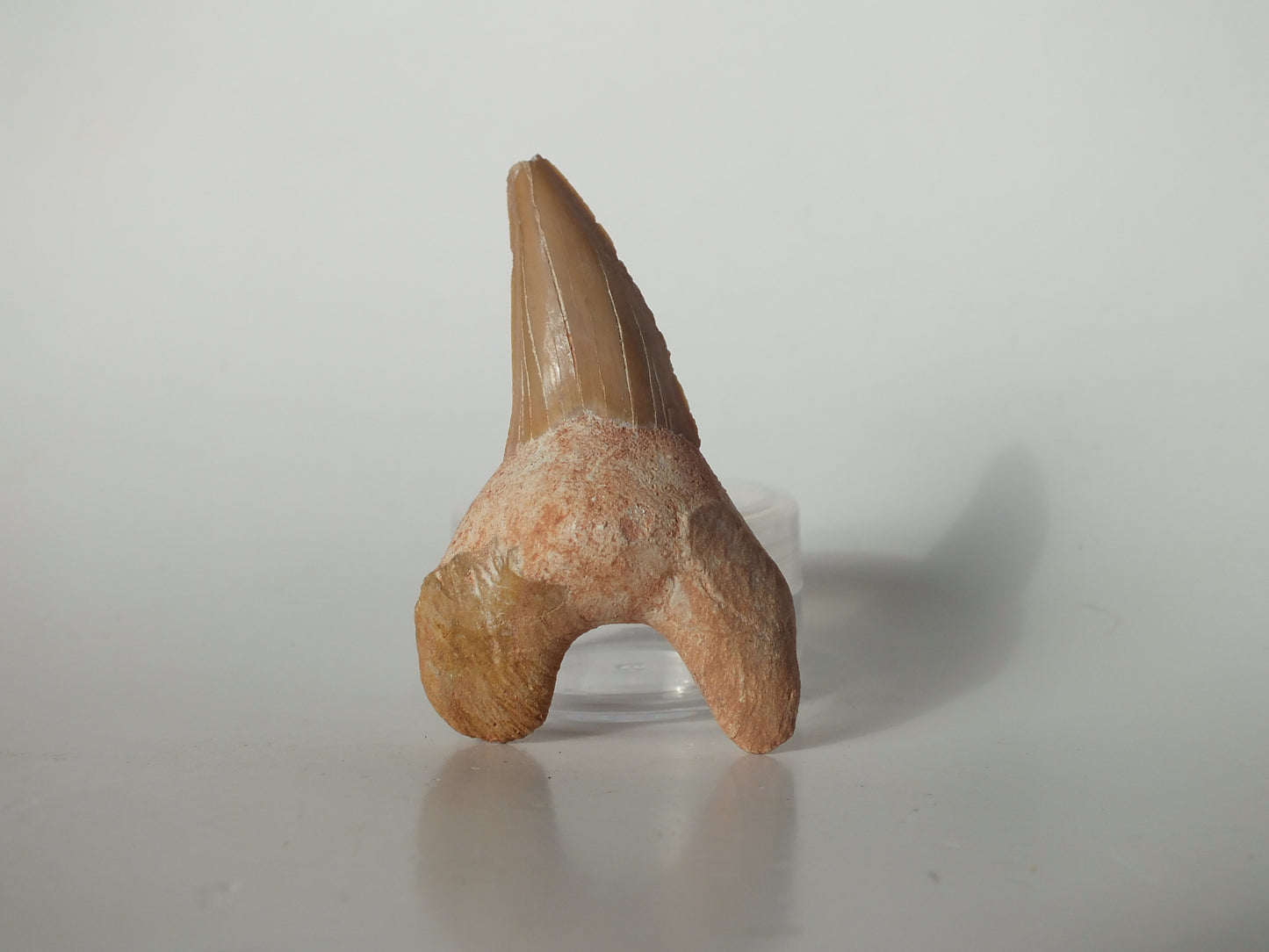 2.55" Otodus Obliquus Tooth (Morocco)
