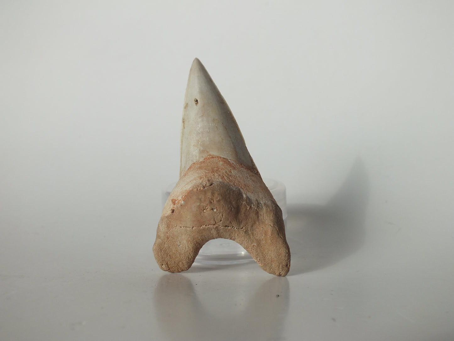 2.75" Otodus Obliquus Tooth