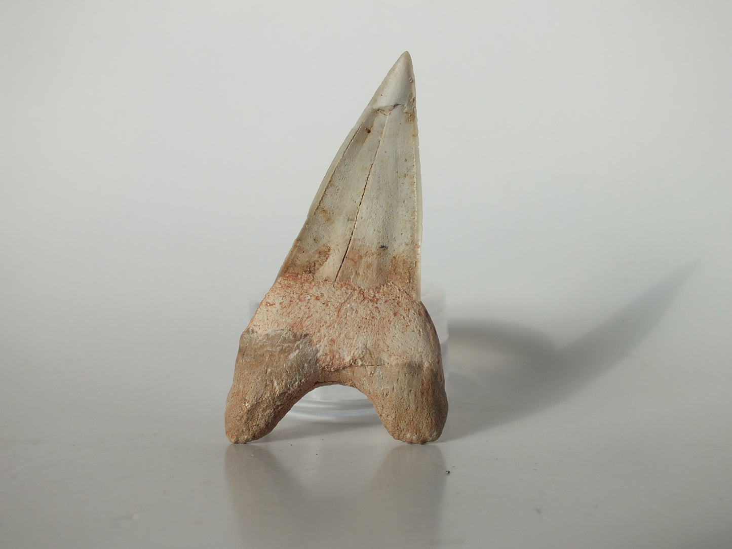2.75" Otodus Obliquus Tooth