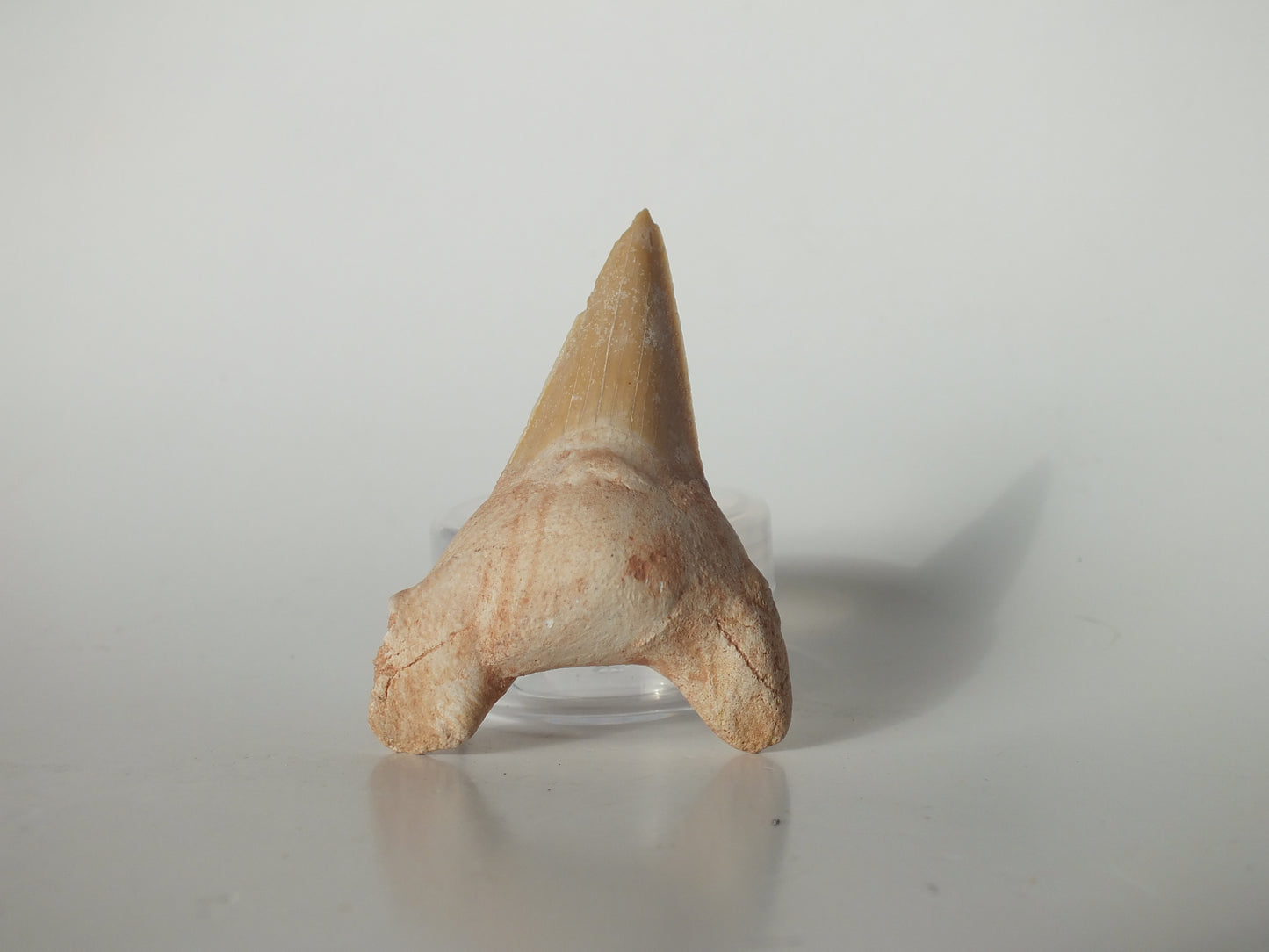 2.48" Otodus Obliquus Tooth