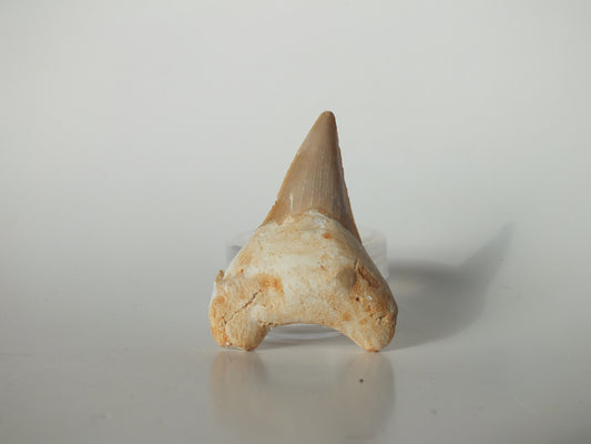 2.23" Otodus Obliquus Tooth (Morocco)