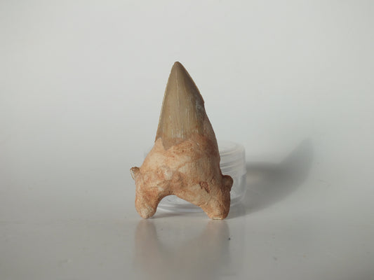 2.22" Otodus Obliquus Tooth (Morocco)
