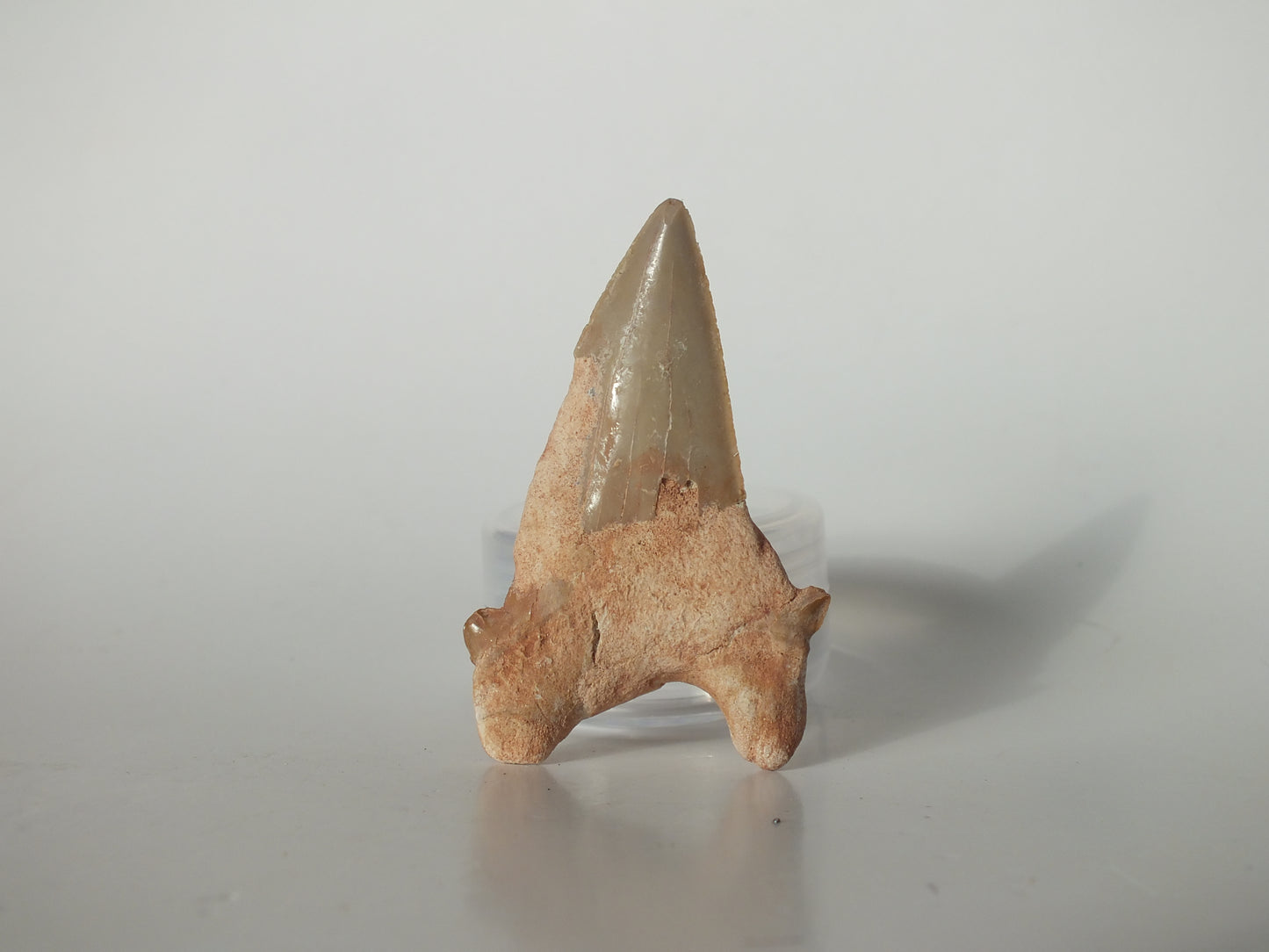 2.22" Otodus Obliquus Tooth (Morocco)