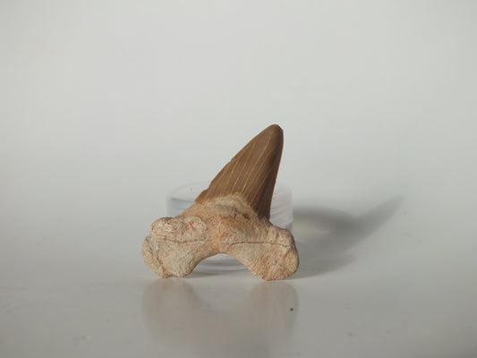 2.12" Otodus Obliquus Tooth (Morocco)