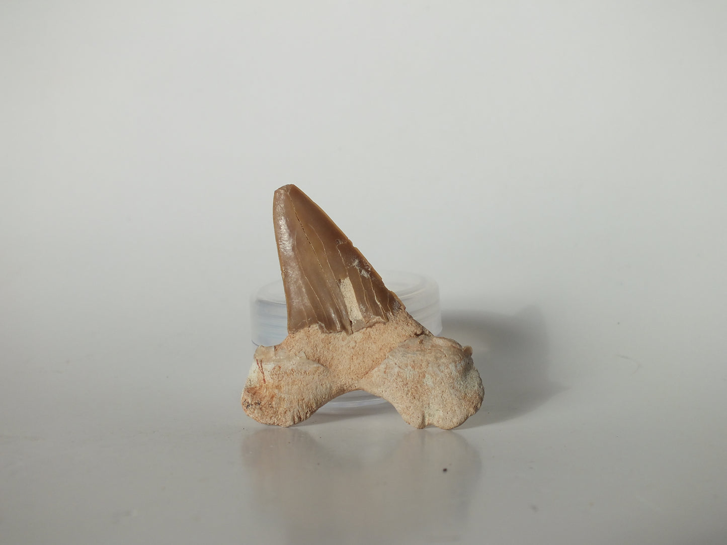 2.12" Otodus Obliquus Tooth (Morocco)